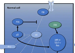 Case Report: Extensive Tumor Profiling in Primary Neuroendocrine Breast Cancer Cases as a Role Model for Personalized Treatment in Rare and Aggressive Cancer Types